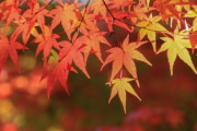 ジジイになっても桜や紅葉の良さがわからねえ