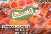 宮崎のきんかん「たまたま」販売解禁