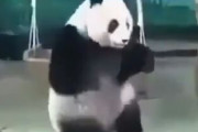 【動画】パンダ、あまりにどんくさすぎる…?どうやって生き延びたのか