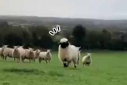 １匹のモフモフがこっちに気づいた。オヤツだオヤツだぁ～♪ → 羊さんはこうなります…