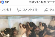 愛犬の遺体の写真と動画を撮っておいたら彼女にひかれた。これって気持ち悪いことなのか
