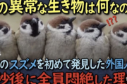 【朗報】外国人、スズメの可愛さに気づくｗｗｗｗｗｗ