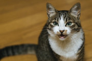 猫のおかえりの圧がすごい 半分怒りながら喜んでる