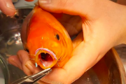 イギリスの獣医師、口を怪我したペットの金魚を自ら手術し救う