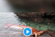 【前触れ】島根県出雲市の漁港に生きたままの「ダイオウイカ」が漂着