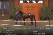 【セレクトセール】デアリングバードの2019が4900万円で、カンビーナの2019が２億円で落札　他