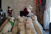 サンタさんからのプレゼント！お行儀良く順番待ちするゴールデンレトリバーたちが可愛い