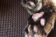 【再掲】肉球カサカサな見た目に反してめちゃくちゃモチモチ  しかし最近肉球の吸着力が悪いみたいでよくツルッと滑ってる