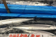 【悲報】漁師「やばい。ガチでさんまが獲れない」 幻の魚へ
