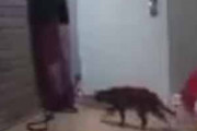 【ネコ】 壁にはコートが掛けてある。そこに猫が近づいた → ファッ！？…