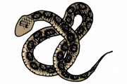 彡(^)(^)｢マムシ酒作るで～｣🐍ｶﾞﾌﾞｯ 彡()()→マムシ脱走