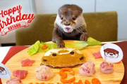 カワウソ「コタロー」3歳サプライズ誕生日パーティー！「ケーキ食べるの上手すぎワロタw」　海外の反応