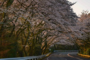 【画像】桜の写真撮ったｗｗｗｗｗｗｗｗｗ