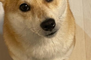 うちの犬の名前が「シャガルマガラ」なんやが