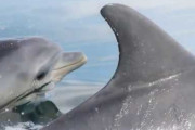 【生物】イルカ、道具を使って狩りをしていることが判明