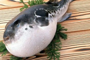 自殺かな？ 調理師免許のない男性、自分で釣ったフグをみそ汁にして食べしっかり毒に当たる