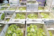 【韓国メディア】韓国で人気が陰る韓国シャインマスカット、過剰生産で糖度低下　参入が相次ぎ栽培比率41.4％なり価格も低下　韓国ブドウ農家「シャインマスカットは以前ほどカネにならない」　反撃に転じる巨峰