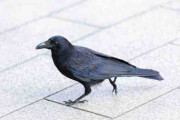 鳥類「頭良い、喋れる、道具使える、飛べる」←これが天下とれなかった理由