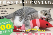 【悲報】猫YouTuber「もちまる日記」、猫アレルギーが判明してしまう