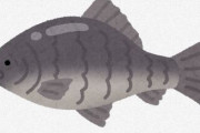 ギンブナとかいう別種のお魚の精子で繁殖するクソビッチなお魚ｗｗｗｗｗｗｗｗｗｗｗｗ