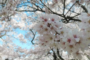 日本三大桜の名所の高遠でお花見するぞい