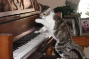 【ねこ科画像】ピアノ弾きのねこ、ぬいぐるみとねこ、商品に紛れ込むねこ ほか【再】