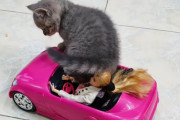 バービー逃げて！子猫がバービー人形の車に強引に乗り込もうとする姿にほっこり