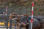 【動物愛護】富士山で客を乗せる馬、「虐待」ではないかと非難殺到で炎上「元気がなく、生気のない目」