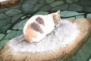 【画像】猫だって温泉に入りたい！嬉野で「温泉猫」が発見されるｗｗ