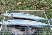 【画像】いい天気だならお外で秋刀魚焼いたった