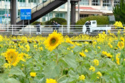 【驚愕】真冬に咲いたヒマワリ「こんなこと初めて」　暖冬が影響