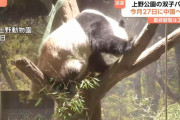 日本最後のパンダに？来週返還に中国ネット「恨むなら自分たちの首相を」！