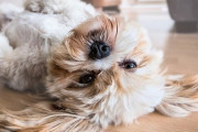 1番飼いたい犬、ネットJ民の9割が一致！！！！！！！！！！！！！！