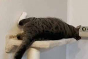 【ネコ】 新しいキャットタワーを設置した。居心地はどうですか？ → 猫はこうなった…