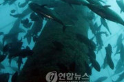 【祝】韓国人「韓国がクロマグロの完全養殖に成功！日本の養殖技術の90％の水準まで追いつく！」世界のクロマグロ市場、最後の勝者は誰？　韓国の反応