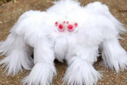 タランチュラのアルビノかわええｗｗｗｗｗｗｗｗｗｗｗｗ