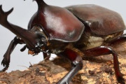【朗報】ガラパゴス諸島でとんでもないカブトムシが発見されるｗｗ