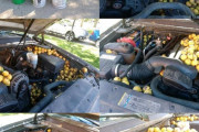 【アメリカ】車の内部に大量のクルミが詰め込まれる ⇒ 犯人はリスだった