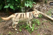 ひらめいた！農作物を猿に荒らされ困っていた農民たち、犬を虎模様にペイント。なんと効果あり！（インド）