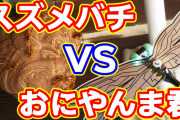 【悲報】スズメバチさん、夏バテ。駆除業者の仕事が激減?
