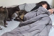 【動画】ネコ多頭飼い女子の毛玉嘔吐の対処方法が（ノ∇`）