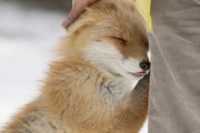 【画像】キツネとかいうかわいい生物