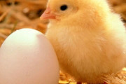 スーパーで買った卵温めてるんやけど全然ヒヨコにならない