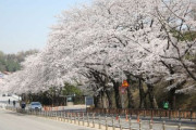 ソウル大公園4月の植物に、「王桜」選定。日本で始まった花と勘違いすることもあるが、我が国の固有種[04/10]