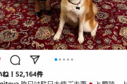 【画像】ザギトワちゃんの愛犬マサル、デカくなった分、さらに可愛くなった！！
