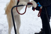 【朗報】雪かきを手伝うイッヌ見つかる