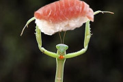 カマキリが寿司持ってる画像置いとくわ
