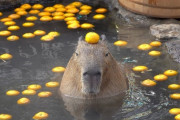 伊豆シャボテン公園で露天風呂を楽しむカピバラ 海外の反応