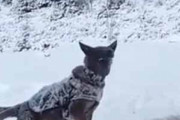 イヌが屋根の下にいた。積もった雪が上から落ちてくる。ヒャッハ～！ → 犬、満喫です…