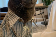 外国人「日本で猫用のシャツを買ったら会社員みたいになった！」
